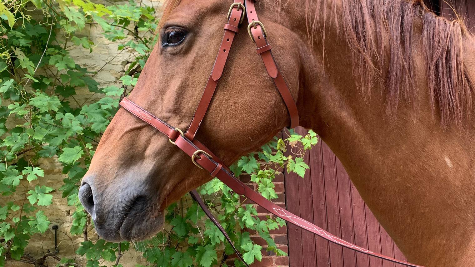 Sidepull and halter: what are the differences and similarities?
