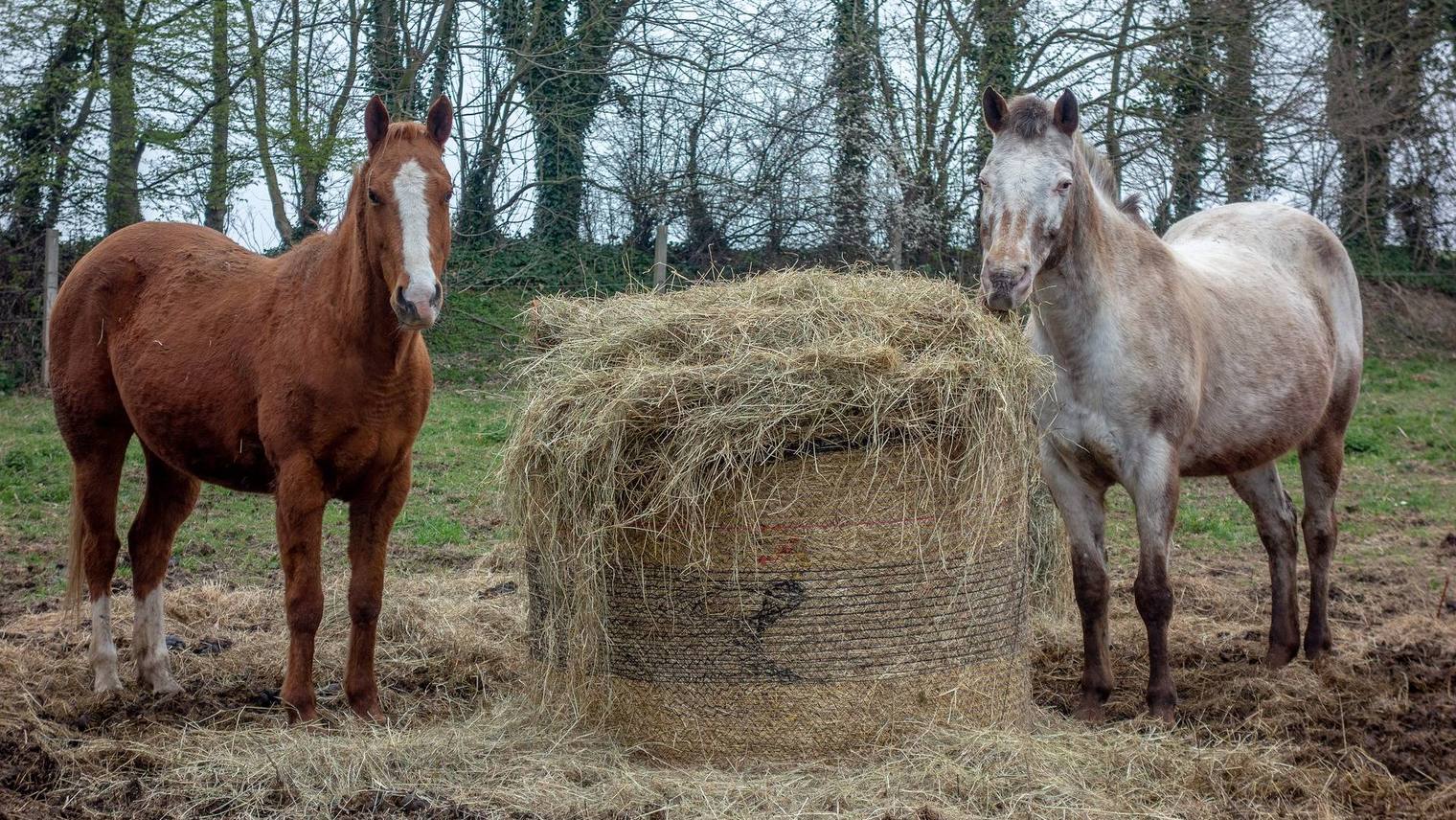 Allergies (horses and hay)