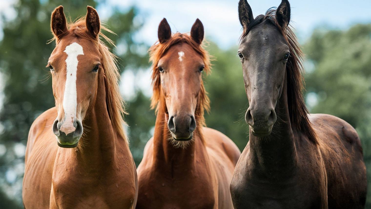8 things to know before taking out insurance for your horse
