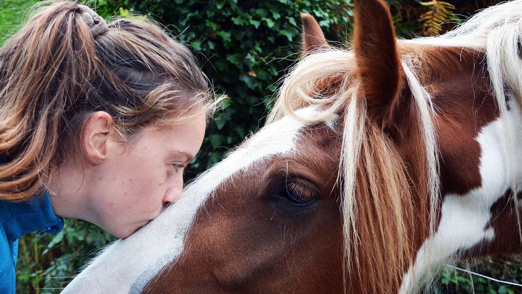Comment revendre un cheval ?