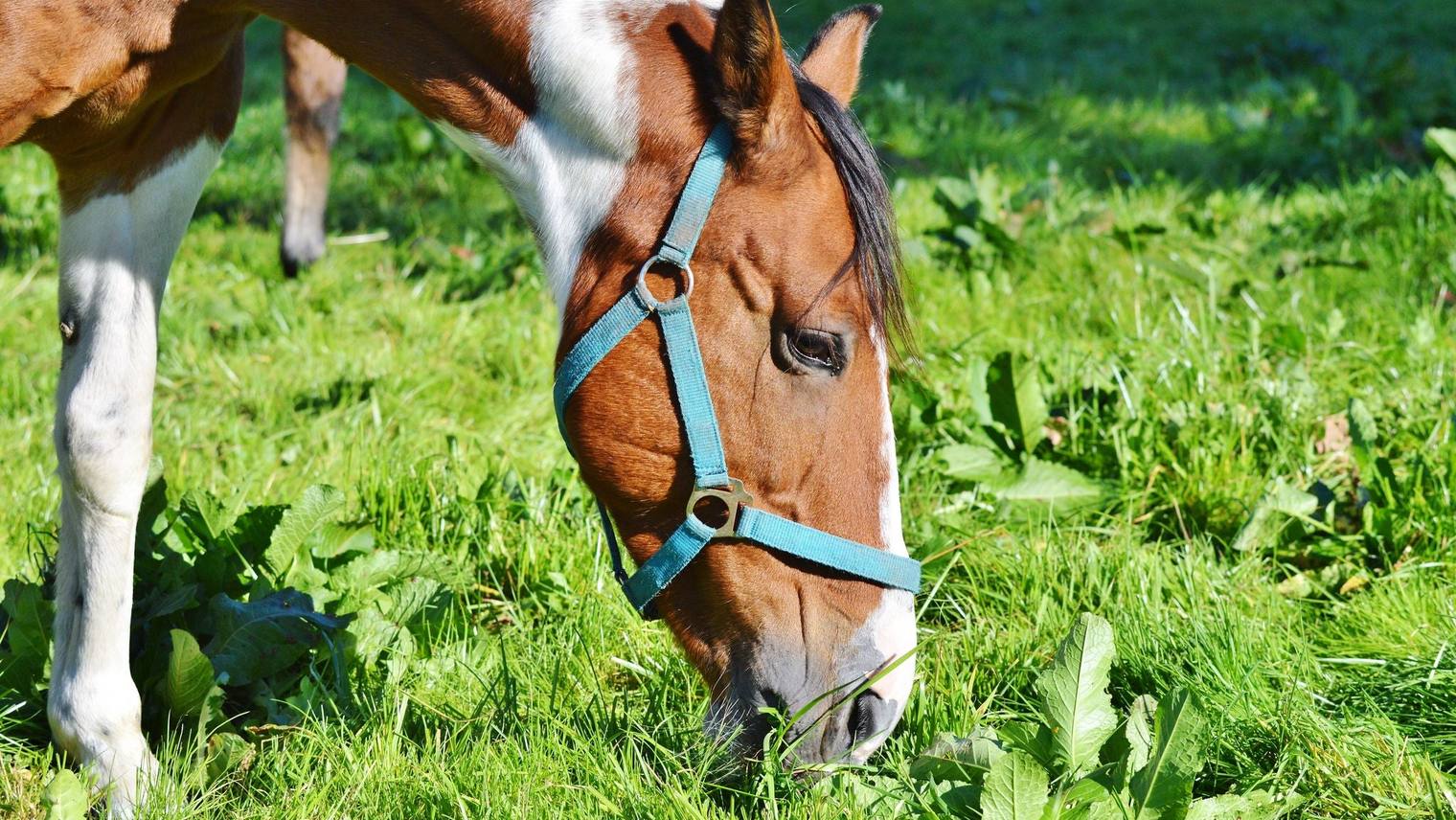 Catching your horse in the field: an approach strategy