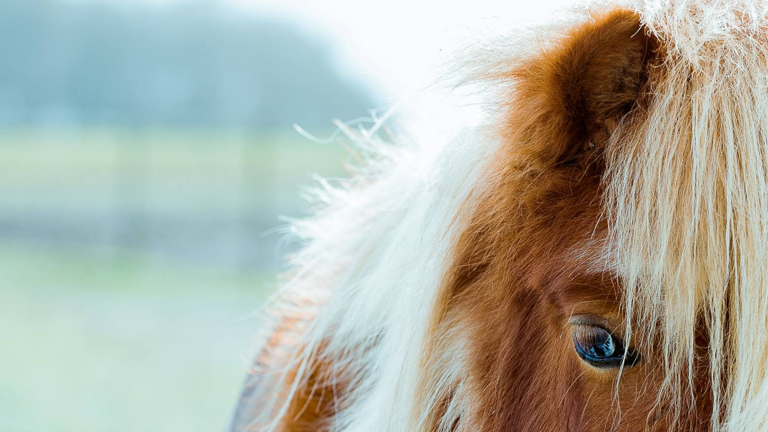 L’ouïe chez le cheval