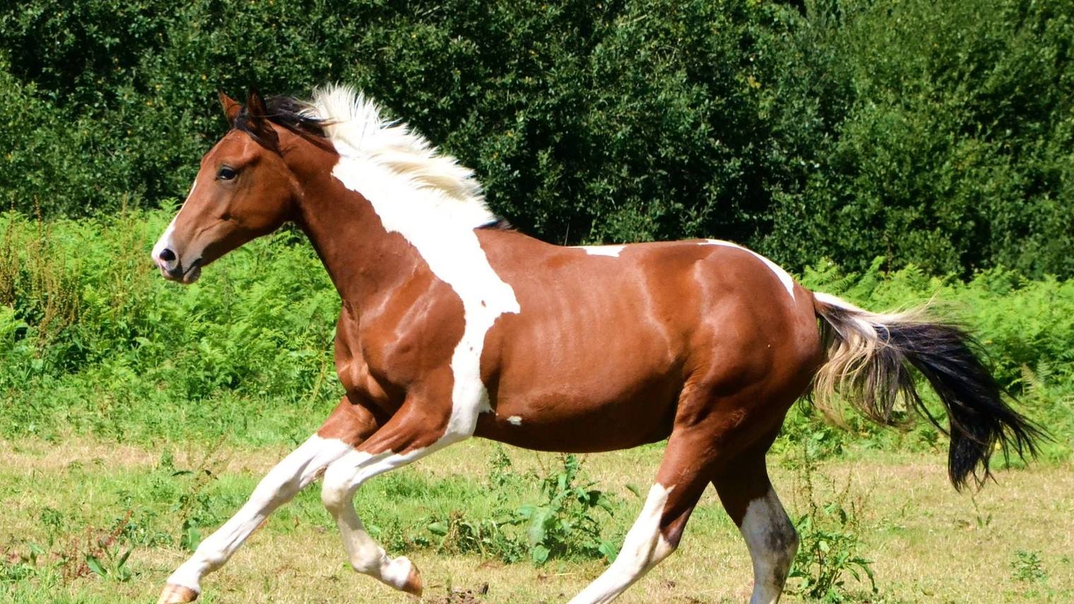 Horse coat colours: recognising the main distinctions