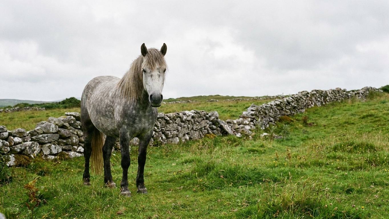 Poney Connemara : les repères utiles avant de choisir