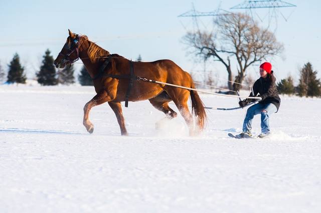 What is skijoring?
