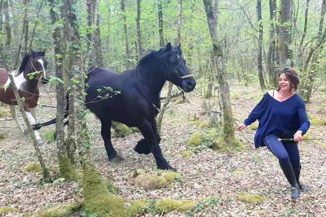 Top 3 des métiers qui recrutent le plus autour du cheval