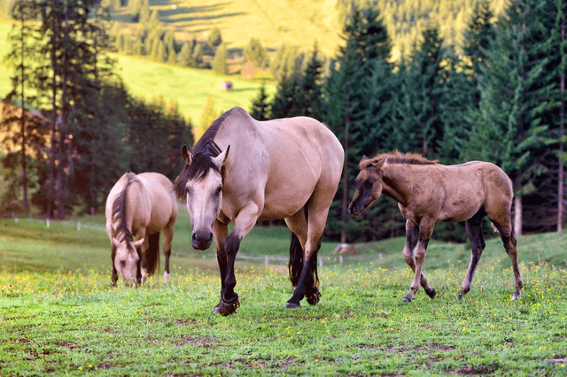 A few figures on the horse trade in France