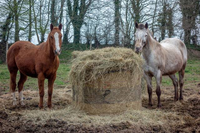 Les allergies (cheval, foins)