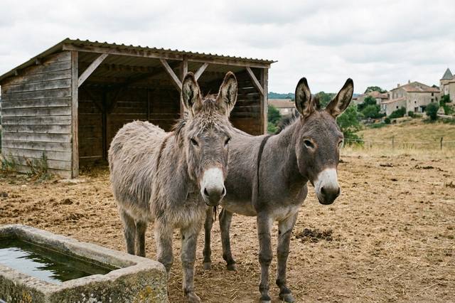 Acheter ou adopter un âne : préparer le lieu de vie et le budget
