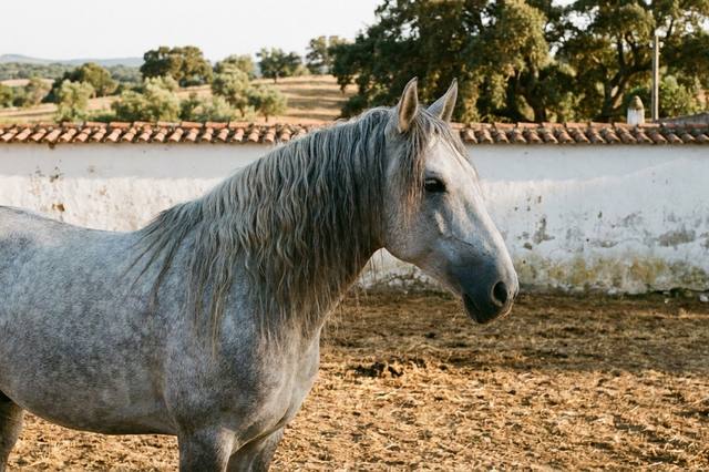 Acheter un cheval lusitanien : comment bien choisir ?