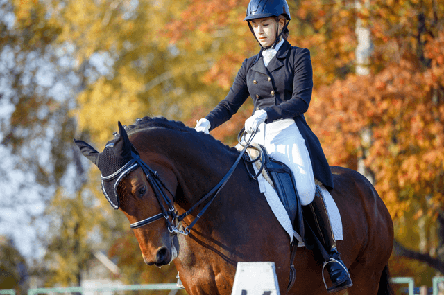 Concours complet d’équitation : comprendre les tests et préparer une découverte