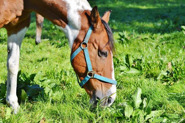 Rechercher son cheval en prairie : stratégie d’approche