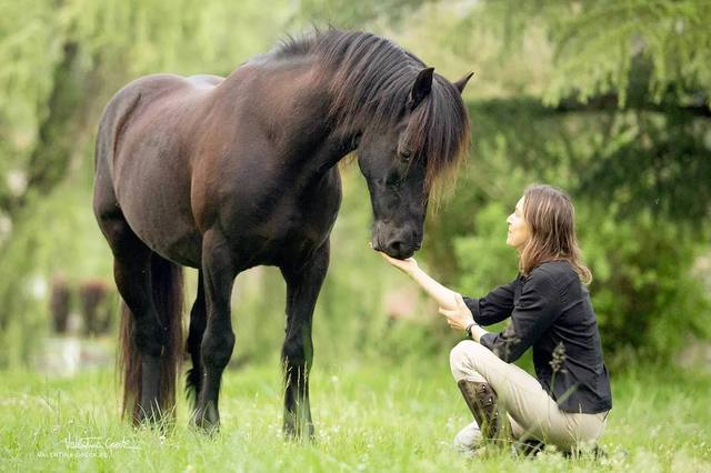Comprendre son cheval : hennissements, expressions et contexte