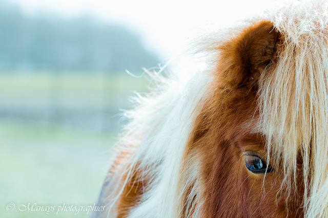 L’ouïe chez le cheval