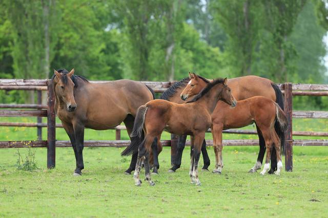 Quelques chiffres sur la production et la valorisation des chevaux en France