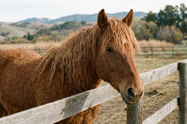 Curly horses: examining the “hypoallergenic” claim
