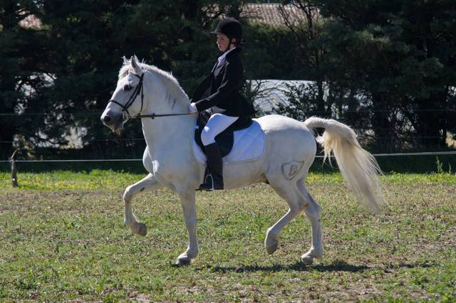 Galop 5 : programme, épreuves et préparation