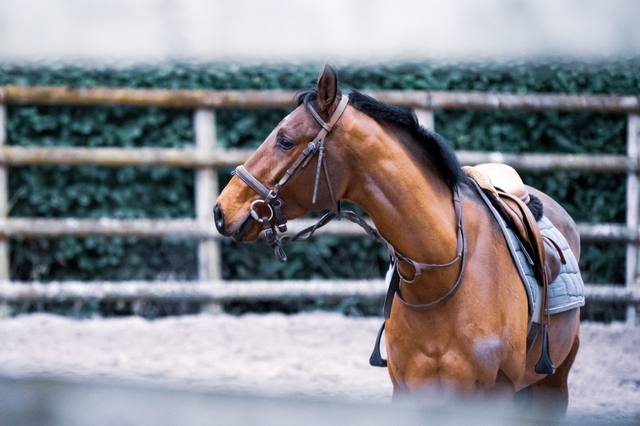 Choosing the right bit for your horse