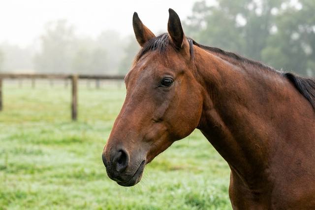 Les émotions chez le cheval