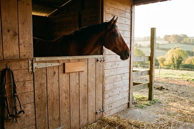 Nom de cheval : des idées et une méthode pour choisir