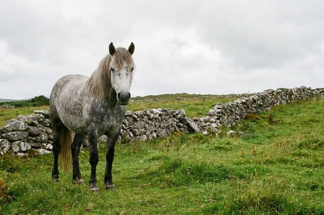 Choosing a Connemara pony: practical points to check