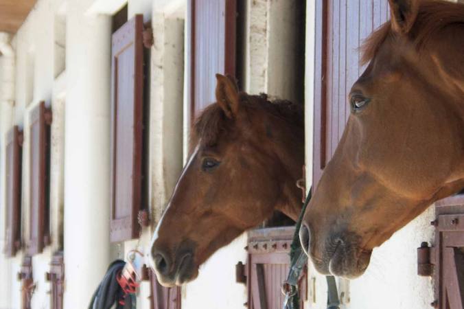 The biggest concerns of the equestrian sector in France