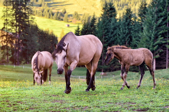 A few figures on the horse trade in France