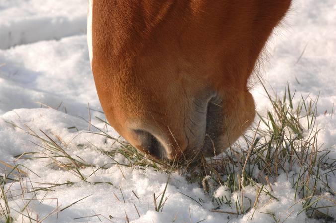 The horse's sense of smell