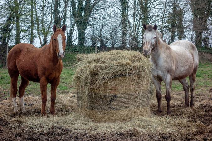 Allergies (horses and hay)