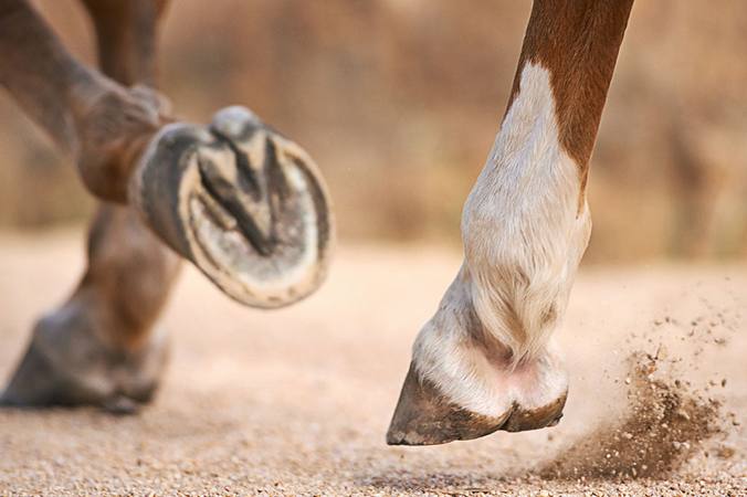 Laminitis in horses: responding and organising follow-up care