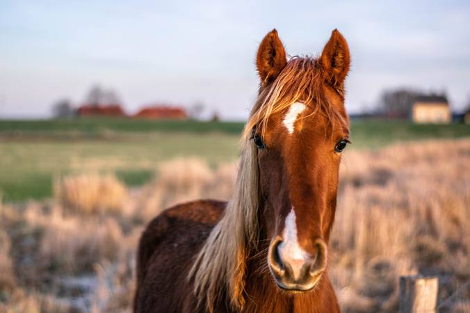 Helping your horse lose weight