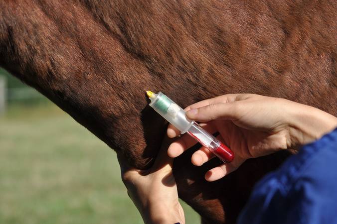 How to give your horse medication