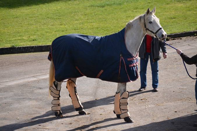Approaching a horse in its stable and leading it on a rope