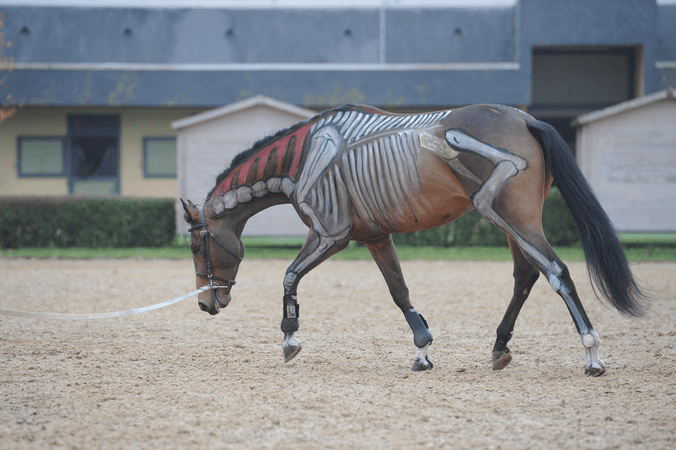 Working the horse's back the right way