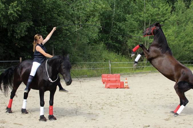 Why does a horse rear?