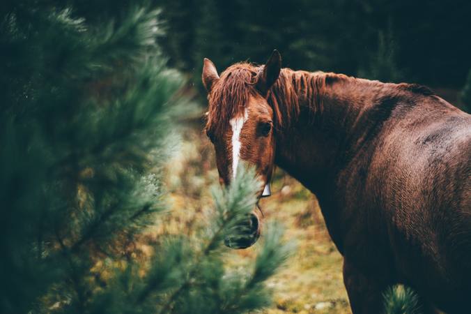 Why is Icelandic riding so popular?