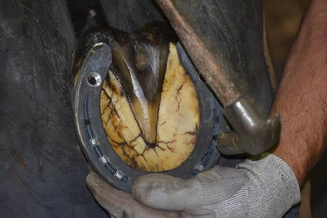 What you need to know about shoeing your horse