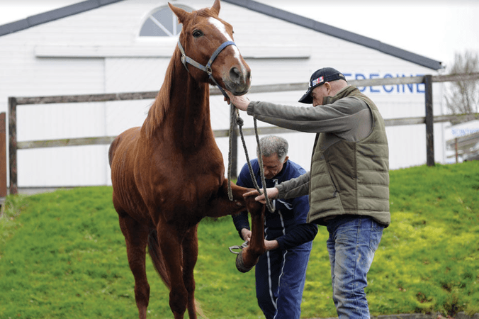 Equine vet: what does the job involve?