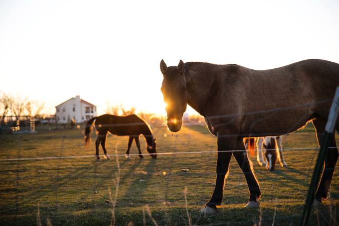 Giving your horse basic first aid