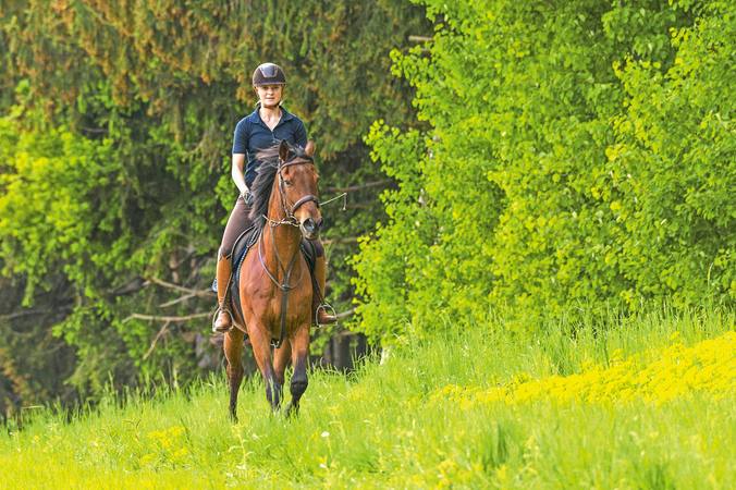 Which insurance policy should you take out for a racehorse?