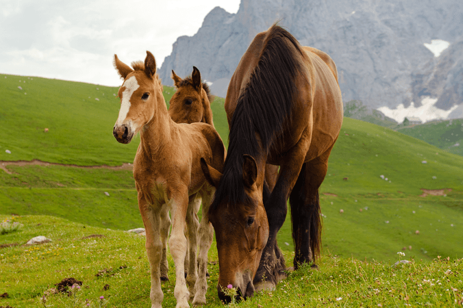All the diseases horses can get and how to treat them