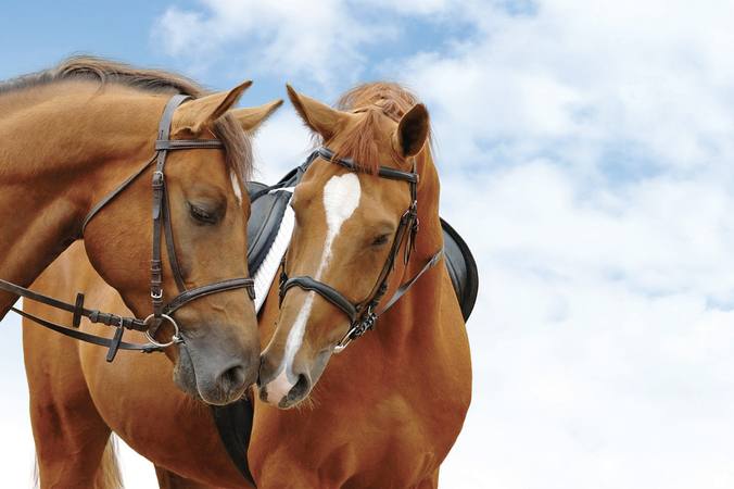 How to insure your horse