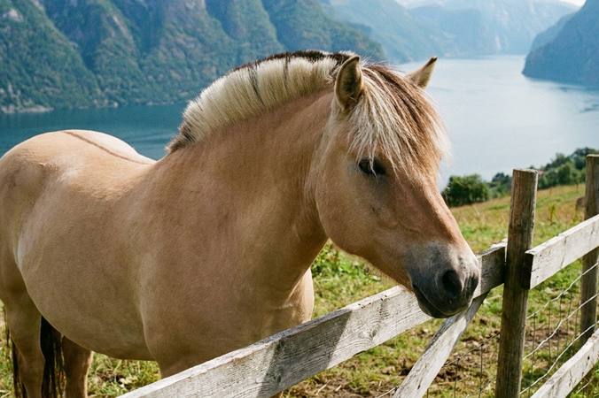The Fjord horse: breed features and planning daily care