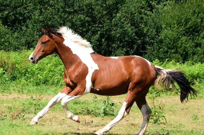 Robes des chevaux : reconnaître les principales couleurs