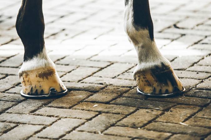 Hoof wounds