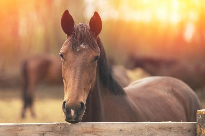Colic in horses