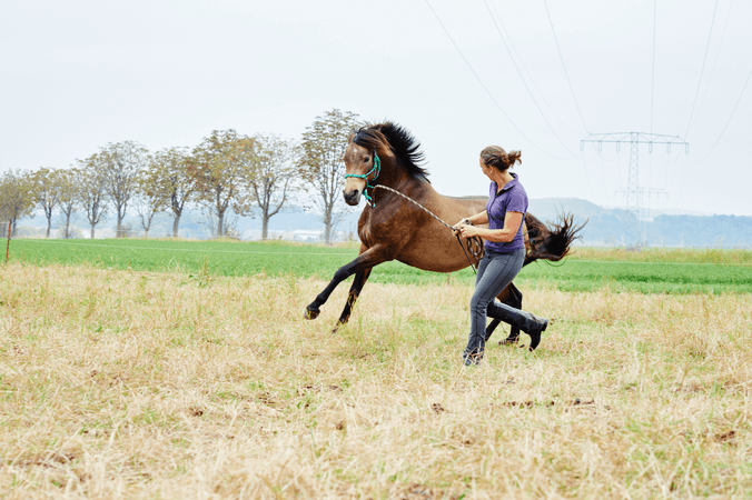 Understanding your horse's resistances