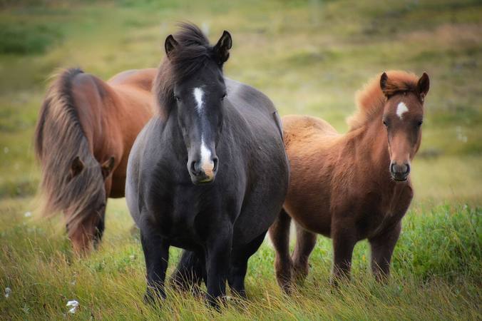 Galop 1 : préparer les connaissances et la pratique sans brûler les étapes