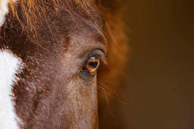 The horse's five senses