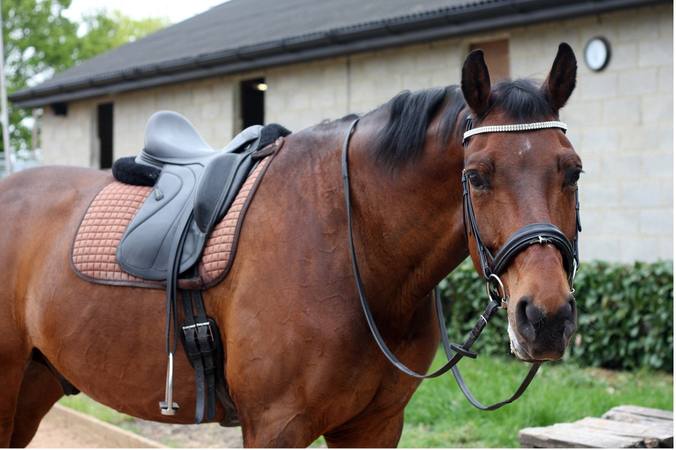 Positioning your saddle correctly on your horse's back